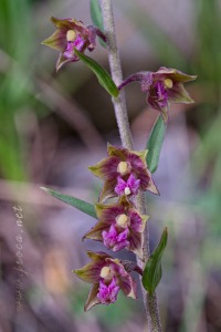 Epipactis atrorubens (Hoffm.) Besser