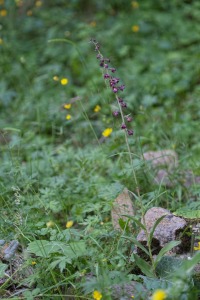 Epipactis atrorubens (Hoffm.) Besser