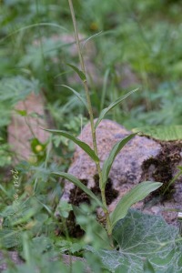 Epipactis atrorubens (Hoffm.) Besser
