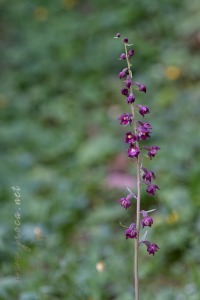 Epipactis atrorubens (Hoffm.) Besser