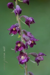 Epipactis atrorubens (Hoffm.) Besser