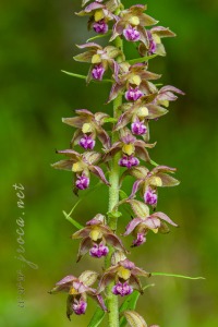 Epipactis helleborine (L.) Crantz