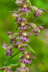 Epipactis helleborine (L.) Crantz