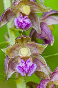 Epipactis helleborine (L.) Crantz