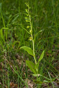 Epipactis bugacensis subsp. rhodanensis (Gévaudan & Robatsch) Wucherpf.
