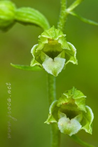 Epipactis bugacensis subsp. rhodanensis (Gévaudan & Robatsch) Wucherpf.