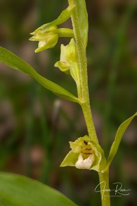 Epipactis bugacensis subsp. rhodanensis (Gévaudan & Robatsch) Wucherpf.
