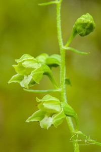 Epipactis bugacensis subsp. rhodanensis (Gévaudan & Robatsch) Wucherpf.