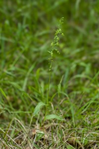 Epipactis bugacensis subsp. rhodanensis (Gévaudan & Robatsch) Wucherpf.