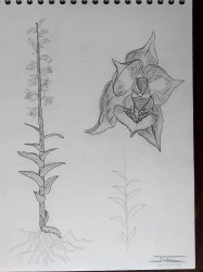 Epipactis atrorubens