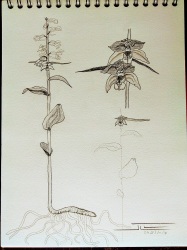 Epipactis distans