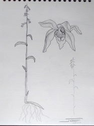 Epipactis exilis
