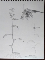 Epipactis helleborine minor