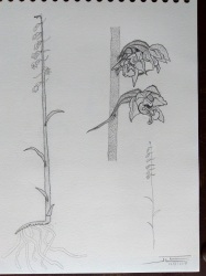 Epipactis microphylla