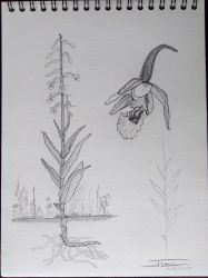Epipactis palustris