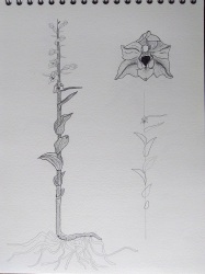 Epipactis rhodanensis