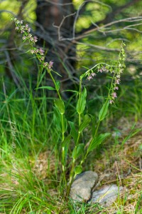 Epipactis helleborine (L.) Crantz