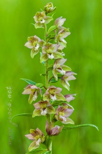 Epipactis distans Arv.-Touv.