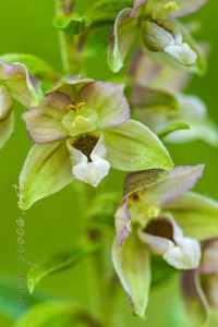 Epipactis distans Arv.-Touv.