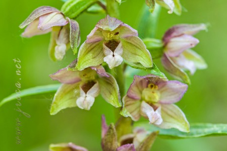 Epipactis distans Arv.-Touv.