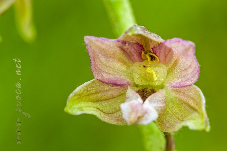 Epipactis distans Arv.-Touv.