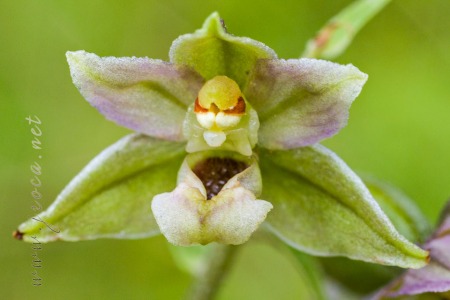 Epipactis helleborine (L.) Crantz