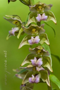 Epipactis helleborine (L.) Crantz