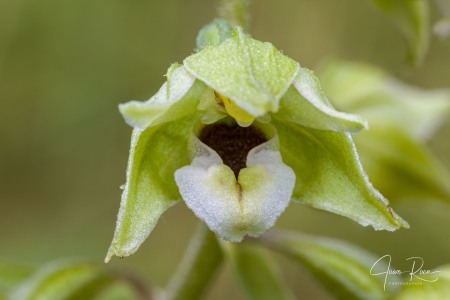 Epipactis bugacensis subsp. rhodanensis (Gévaudan & Robatsch) Wucherpf.