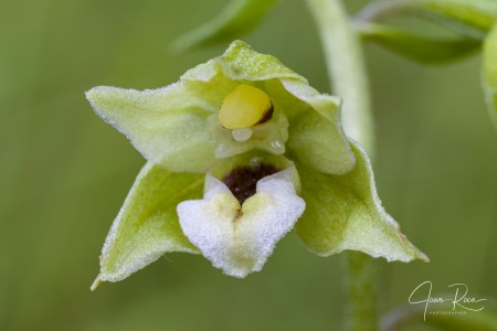 Epipactis bugacensis subsp. rhodanensis (Gévaudan & Robatsch) Wucherpf.