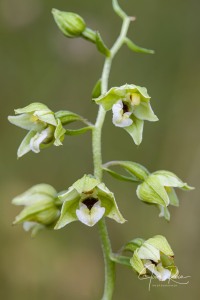 Epipactis bugacensis subsp. rhodanensis (Gévaudan & Robatsch) Wucherpf.