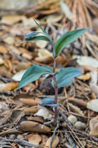 Epipactis kleinii M.B. Crespo, M.R. Lowe & Piera