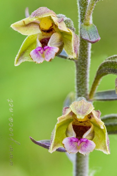 Epipactis kleinii M.B. Crespo, M.R. Lowe & Piera