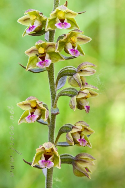 Epipactis kleinii M.B. Crespo, M.R. Lowe & Piera