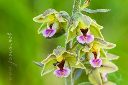 Epipactis kleinii M.B. Crespo, M.R. Lowe & Piera