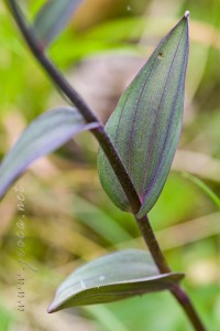 Epipactis kleinii M.B. Crespo, M.R. Lowe & Piera