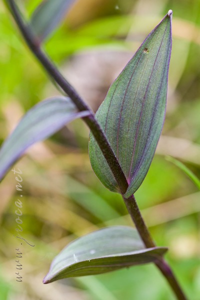 Epipactis kleinii M.B. Crespo, M.R. Lowe & Piera