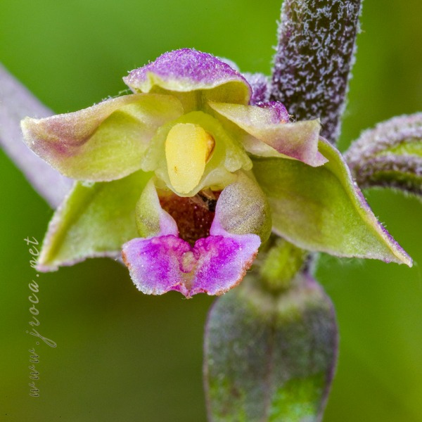 Epipactis kleinii M.B. Crespo, M.R. Lowe & Piera