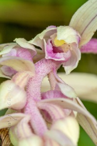 Epipactis kleinii (albina) M.B. Crespo, M.R. Lowe & Piera