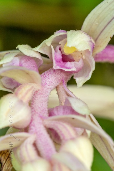 Epipactis kleinii (albina) M.B. Crespo, M.R. Lowe & Piera