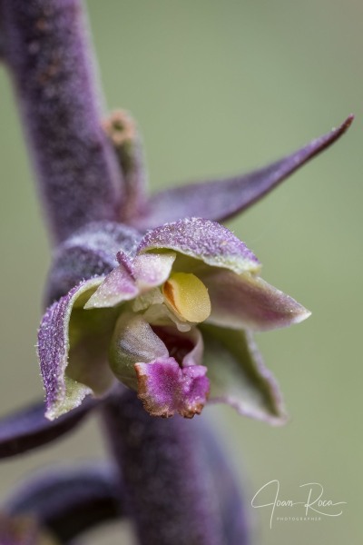 Epipactis kleinii M.B. Crespo, M.R. Lowe & Piera