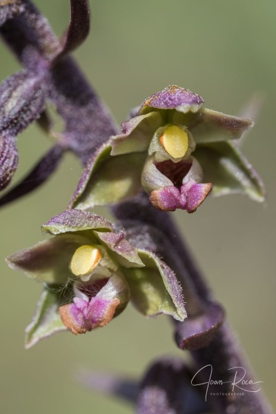 Epipactis kleinii M.B. Crespo, M.R. Lowe & Piera