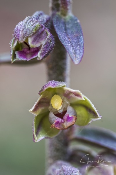 Epipactis kleinii M.B. Crespo, M.R. Lowe & Piera