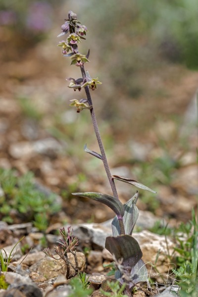 Epipactis kleinii M.B. Crespo, M.R. Lowe & Piera