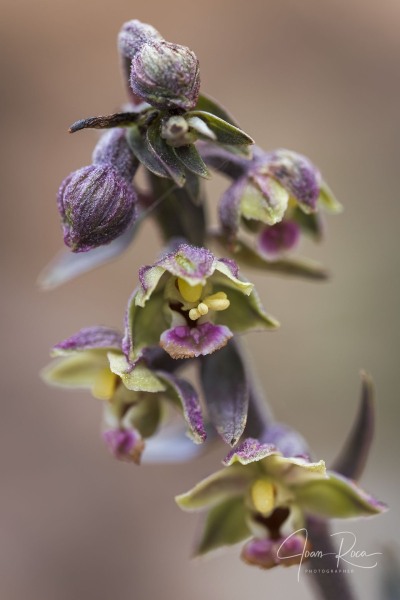 Epipactis kleinii M.B. Crespo, M.R. Lowe & Piera