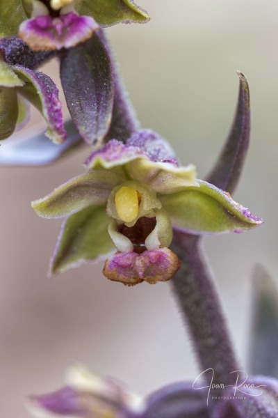 Epipactis kleinii M.B. Crespo, M.R. Lowe & Piera