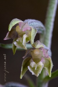 Epipactis microphylla (Ehrh.) Sw.