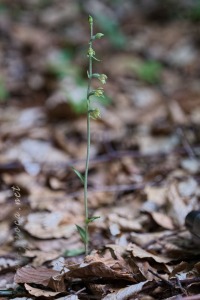 Epipactis microphylla (Ehrh.) Sw.