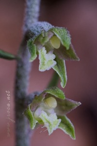 Epipactis microphylla (Ehrh.) Sw.