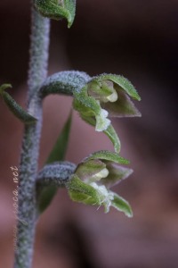 Epipactis microphylla (Ehrh.) Sw.
