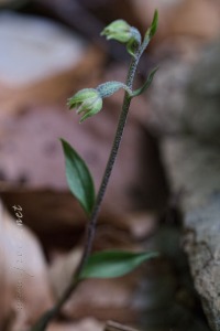 Epipactis microphylla (Ehrh.) Sw.
